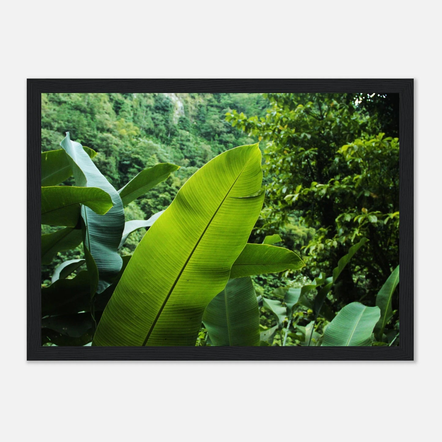 HAPPY MIND Poster *Into the Jungle*