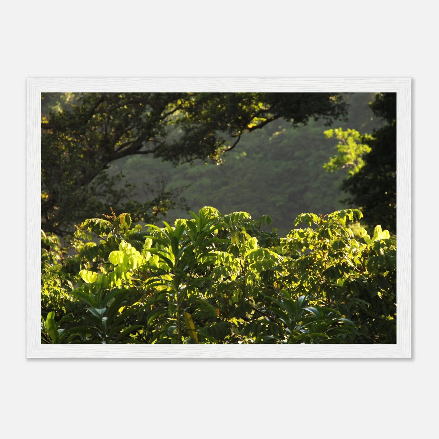 HAPPY MIND Poster *Tropischer Traum*