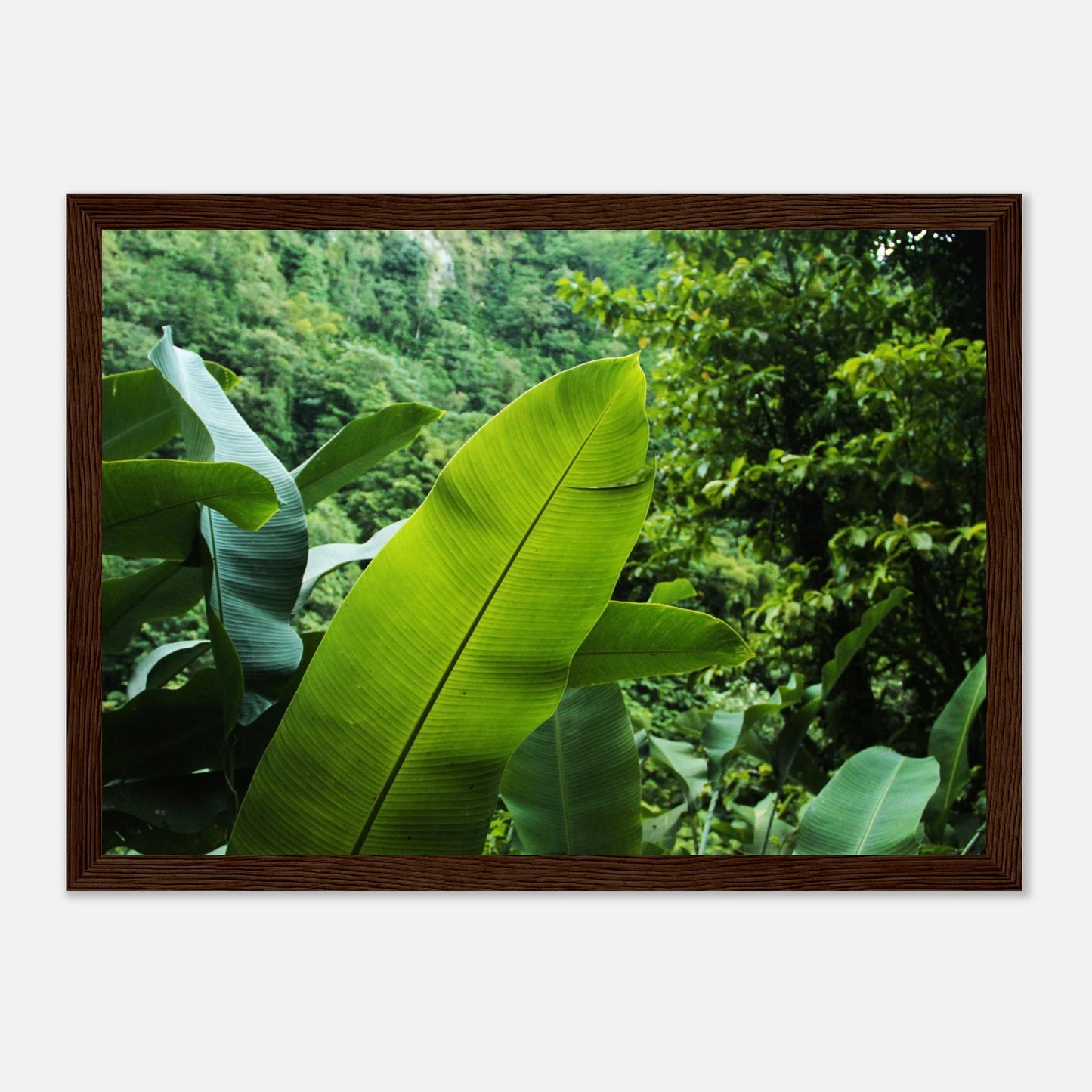 HAPPY MIND Poster *Into the Jungle*