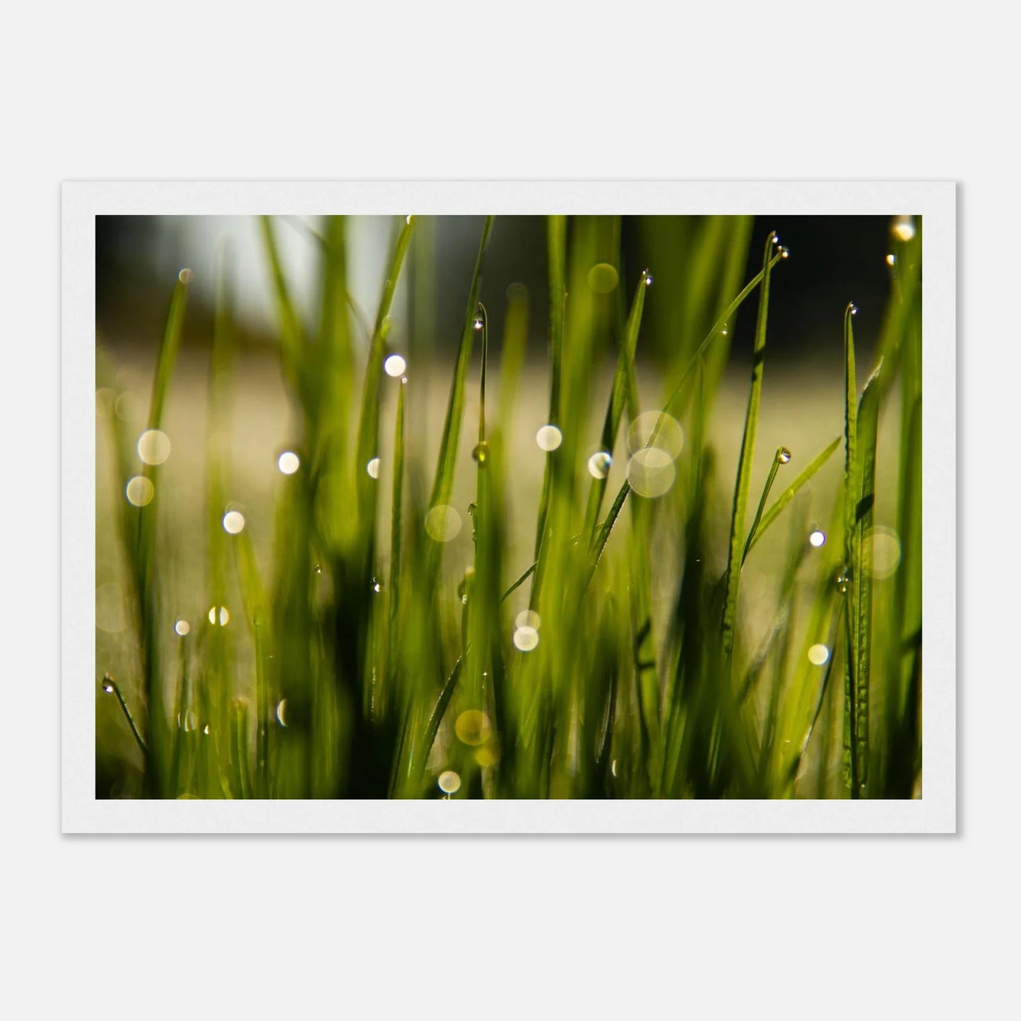 HAPPY MIND Poster *Verträumter Morgentau l*