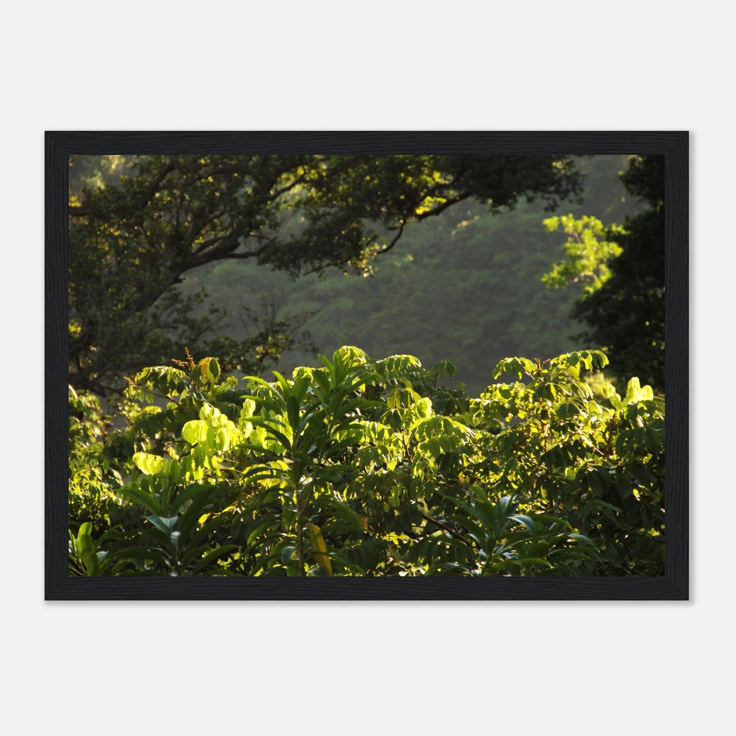 HAPPY MIND Poster *Tropischer Traum*