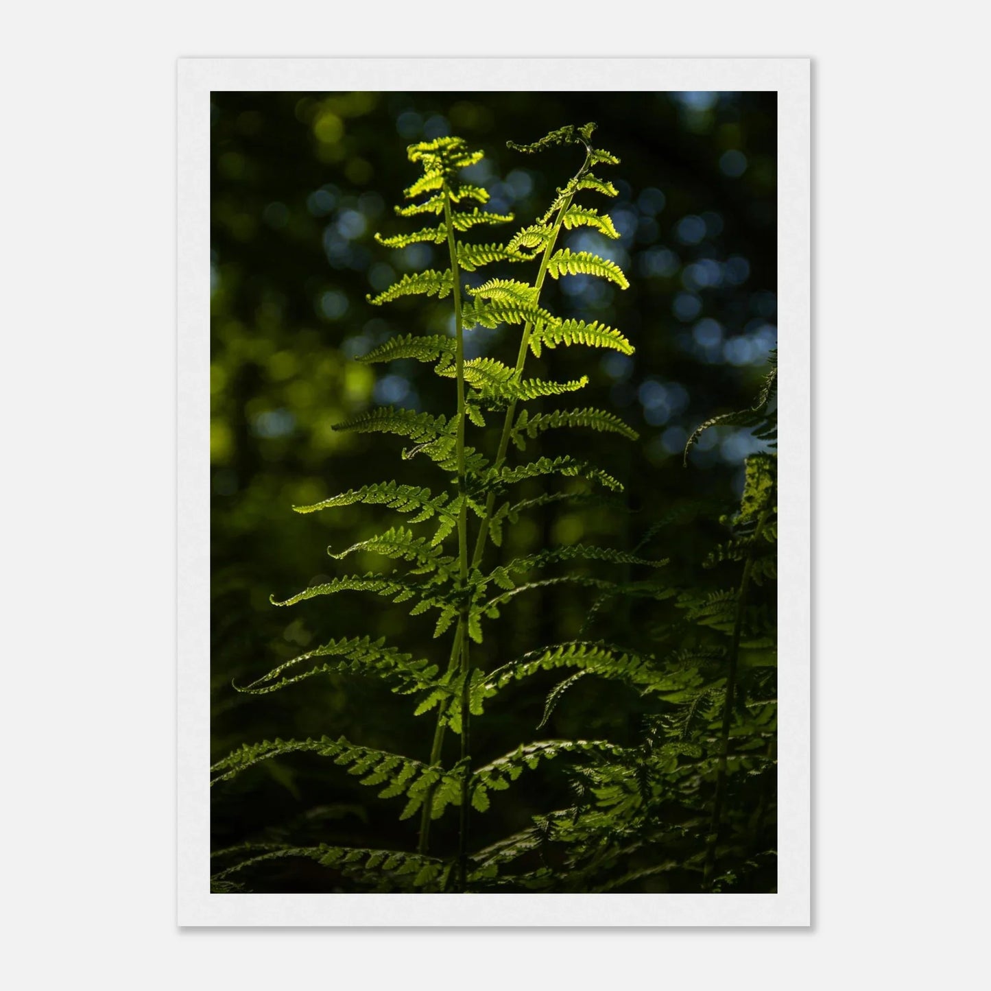 HAPPY MIND Poster *Geheimnis des Waldes*