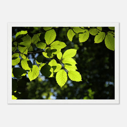 HAPPY MIND Poster *Zartheit des Waldes*