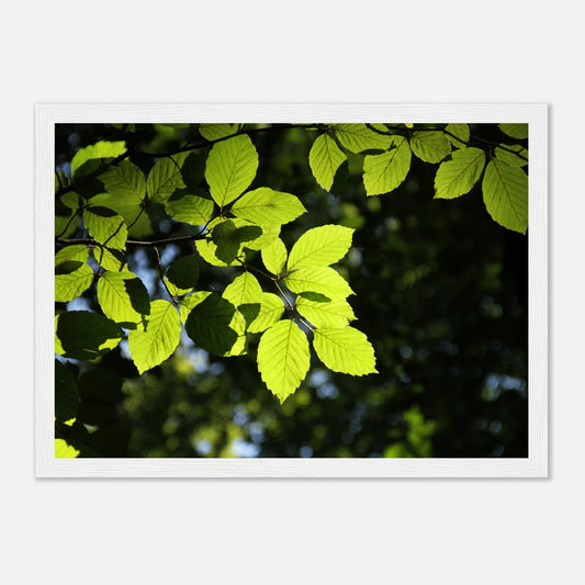 HAPPY MIND Poster *Zartheit des Waldes*